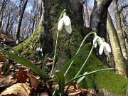 46 Festa di fiori sui sentieri al Monte Zucco - Galanthus nivalis (Bucanevi) nella splendida secolare faggeta